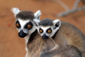 Lemurs of Madagascar